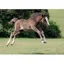 Kevin Milner Countryside Card - New Forest Foal